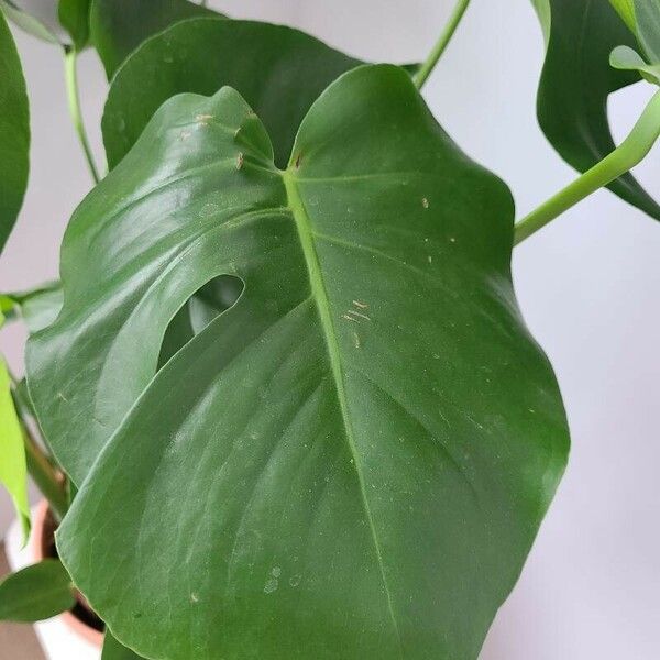 Monstera minima Blatt