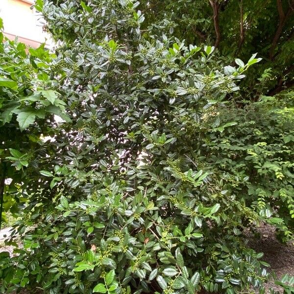 Ilex opaca 整株植物