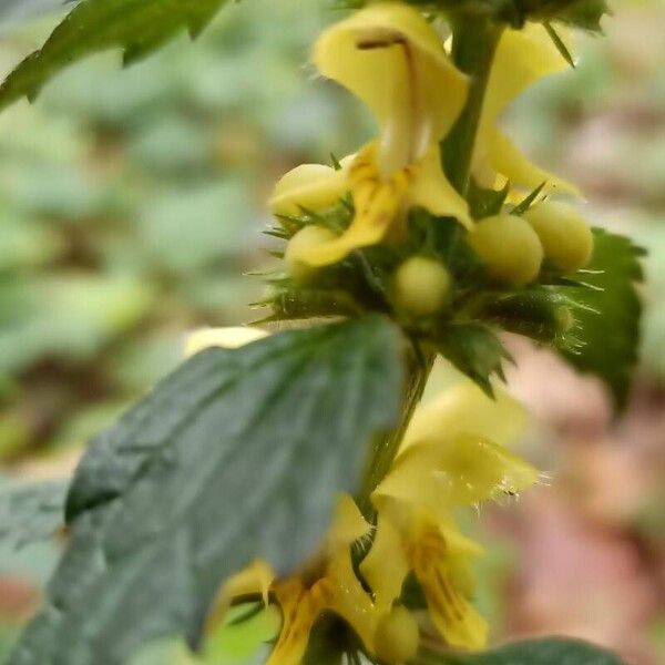 Lamium galeobdolon പുഷ്പം