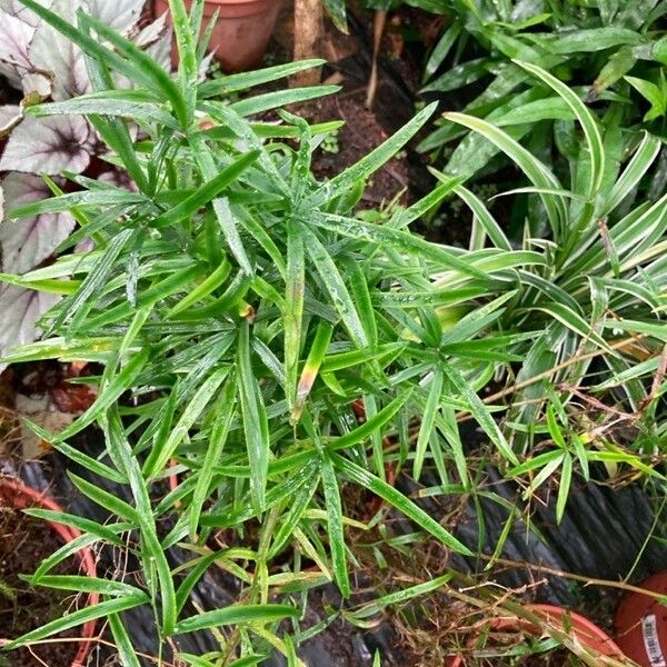 Asparagus falcatus Leaf