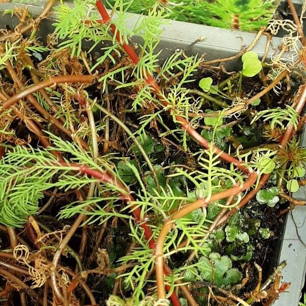 Myriophyllum aquaticum പുറംതൊലി