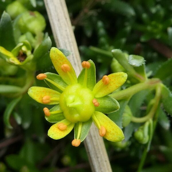 Saxifraga aizoides Kwiat