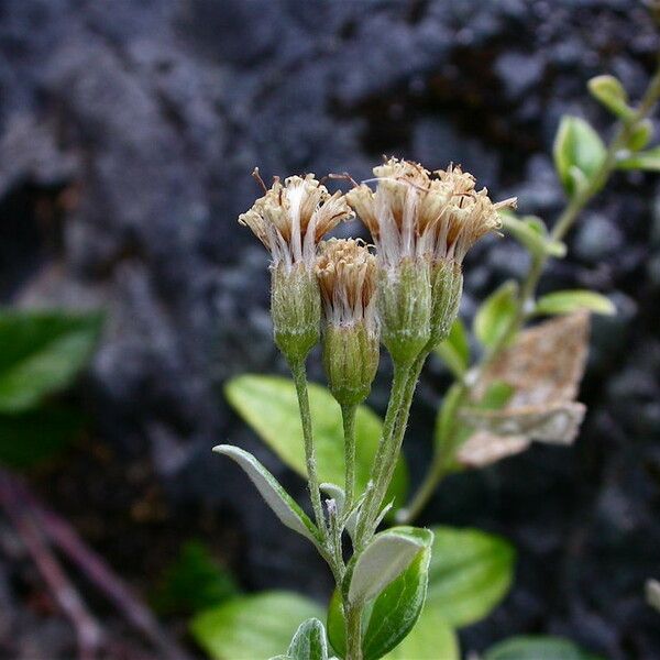 Luina hypoleuca Flower