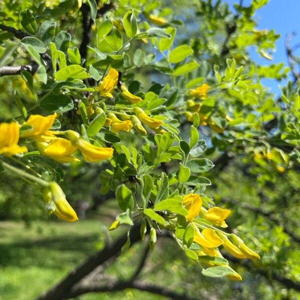 Caragana arborescens Flower