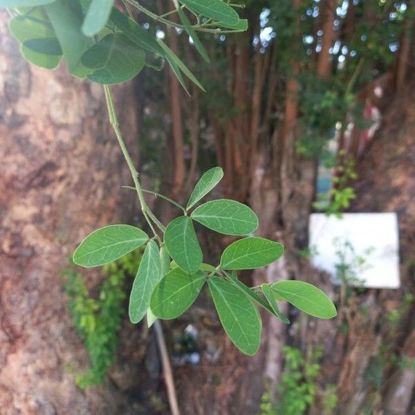 Pithecellobium dulce Leaf