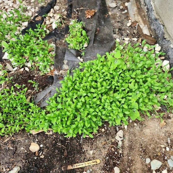 Lepidium sativum Leaf