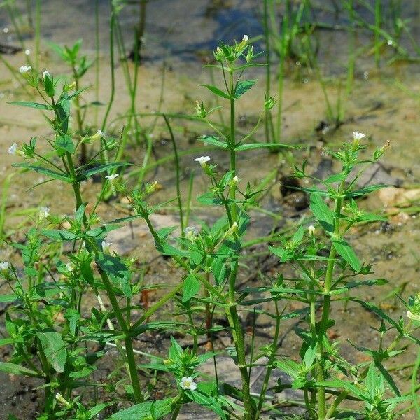 Gratiola neglecta Hàbitat