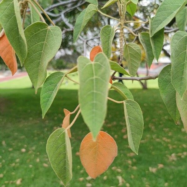 Croton urucurana 葉