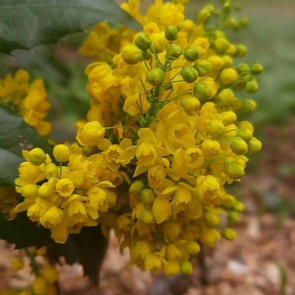 Berberis aquifolium Квітка