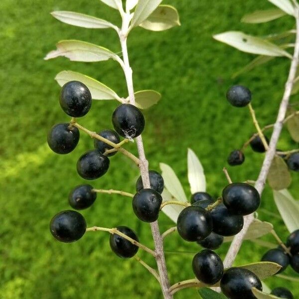 Olea europaea Φρούτο