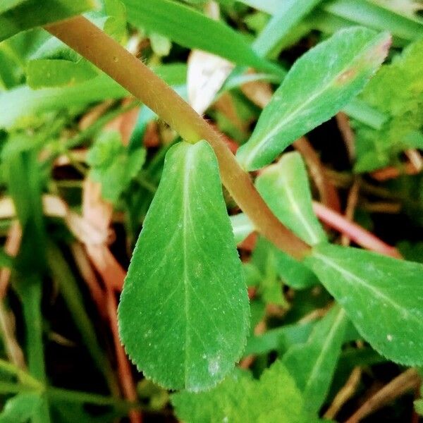 Euphorbia helioscopia Leaf