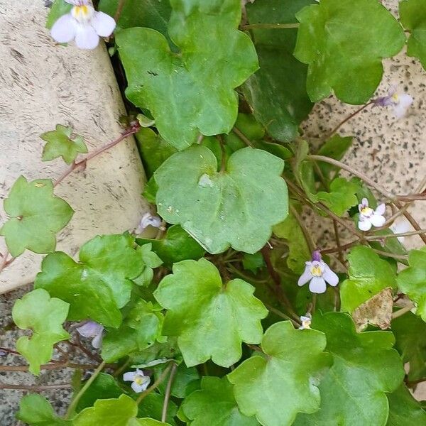 Cymbalaria muralis Ліст