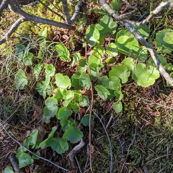 Mitella nuda Lapas