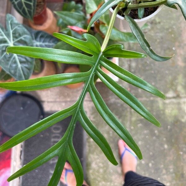 Philodendron tortum Leaf