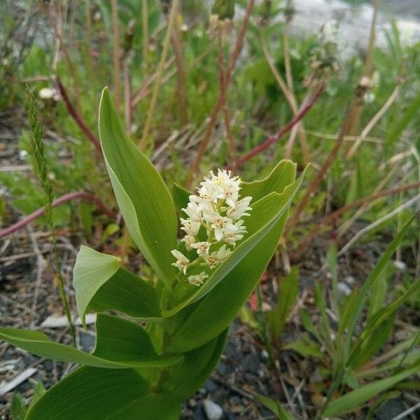 Maianthemum stellatum Floro