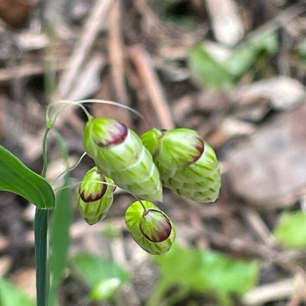 Briza maxima Flors