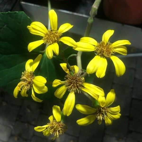 Farfugium japonicum Fleur