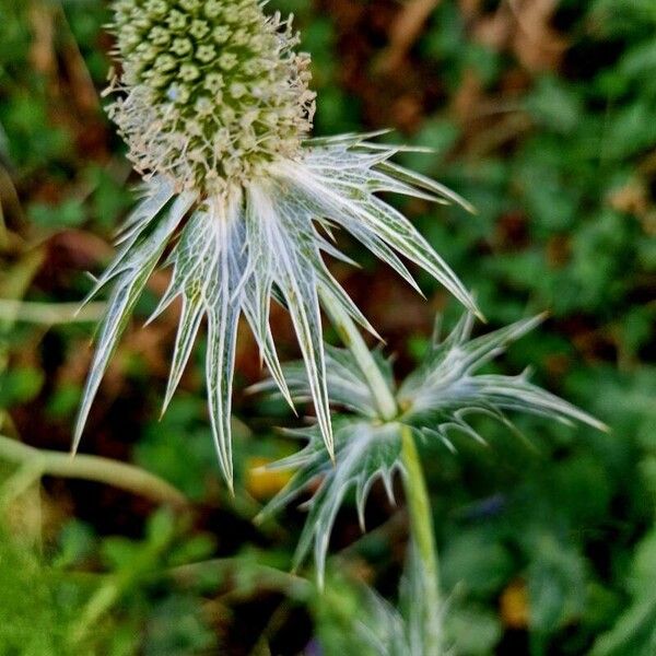 Eryngium giganteum Fruchs