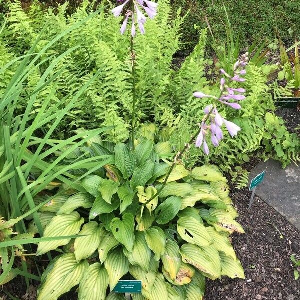 Hosta clausa Leaf