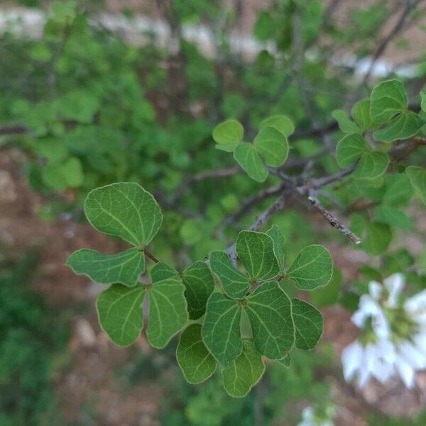 Bauhinia lunarioides Лист