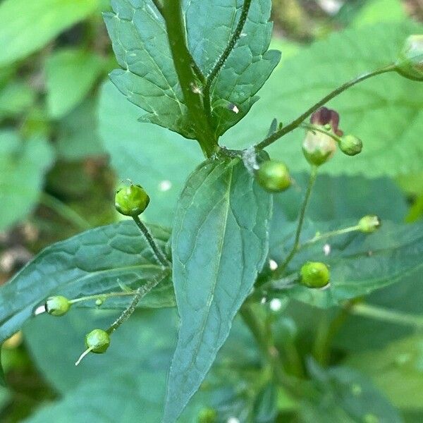 Scrophularia nodosa ഇല