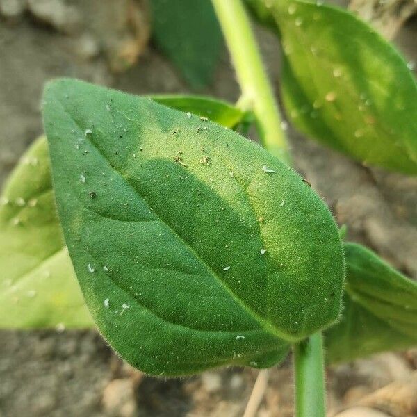 Petunia axillaris Folha