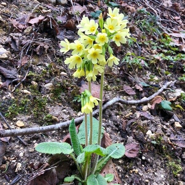 Primula elatior Kukka