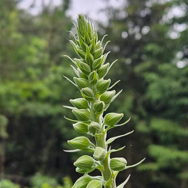 Digitalis purpurea Blomst