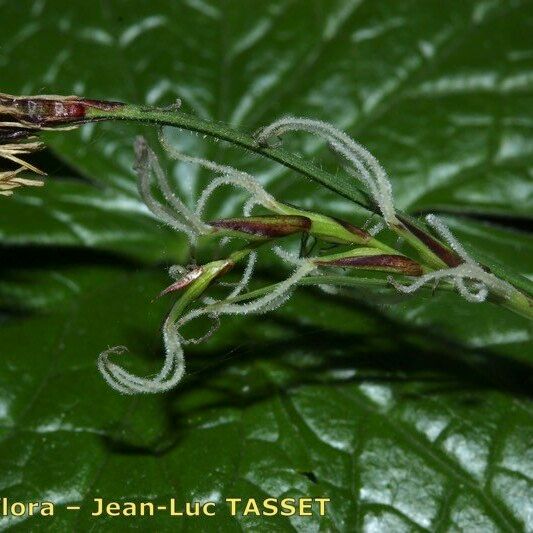 Carex pilosa Λουλούδι