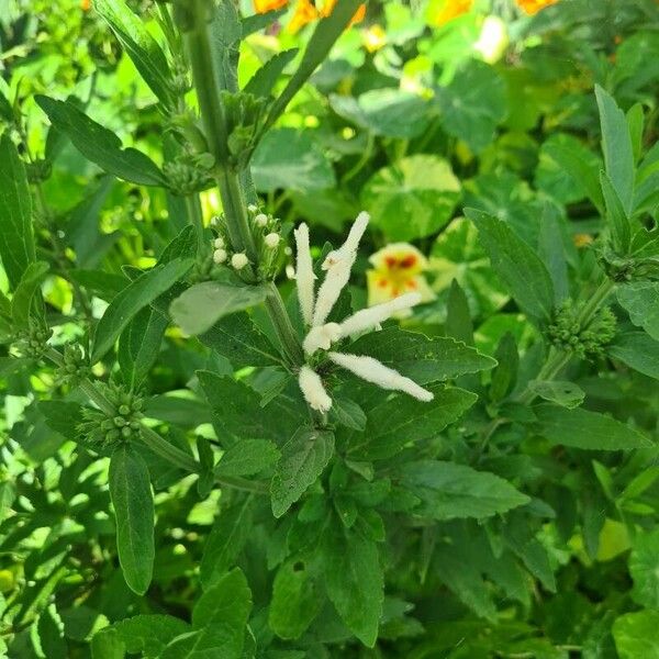 Leonotis leonurus Virág