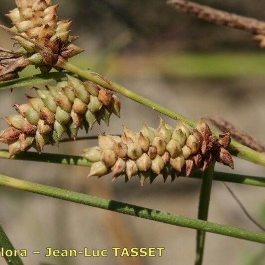 Carex extensa Frucht