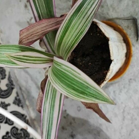 Tradescantia spathacea ഇല