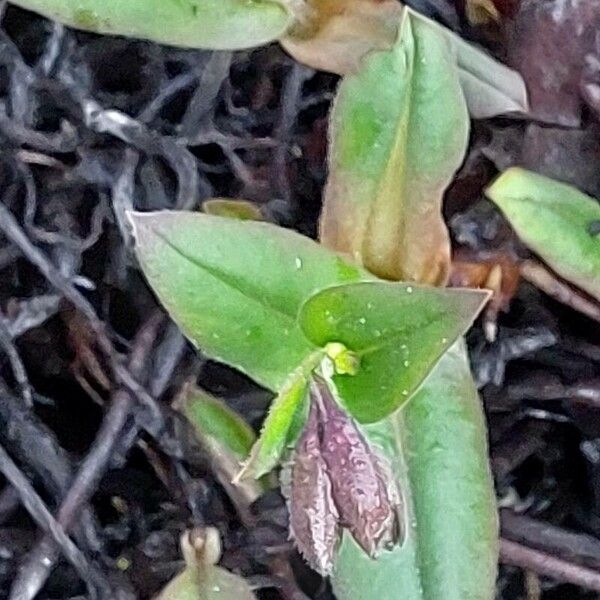 Pulmonaria angustifolia Leaf