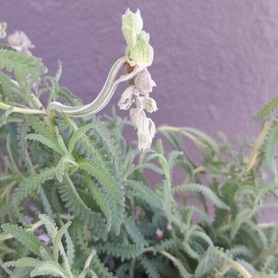 Lavandula dentata Blomma