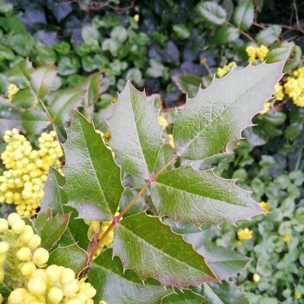 Berberis aquifolium 葉