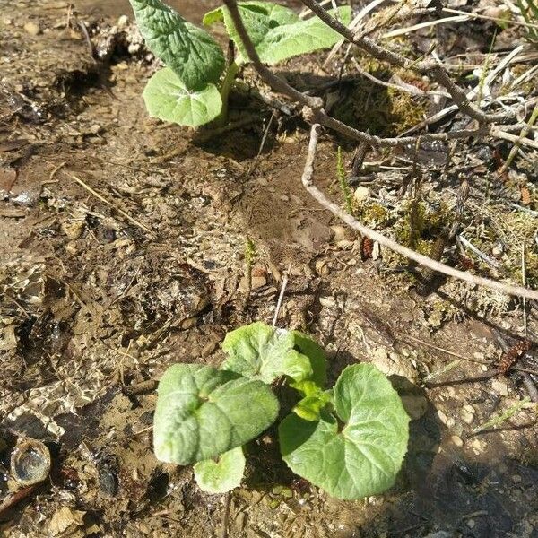 Tussilago farfara 叶