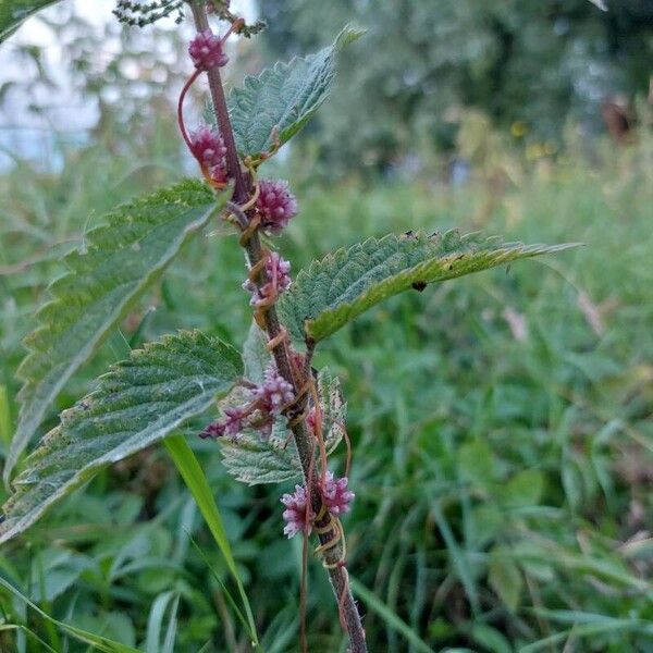 Cuscuta europaea Blomst