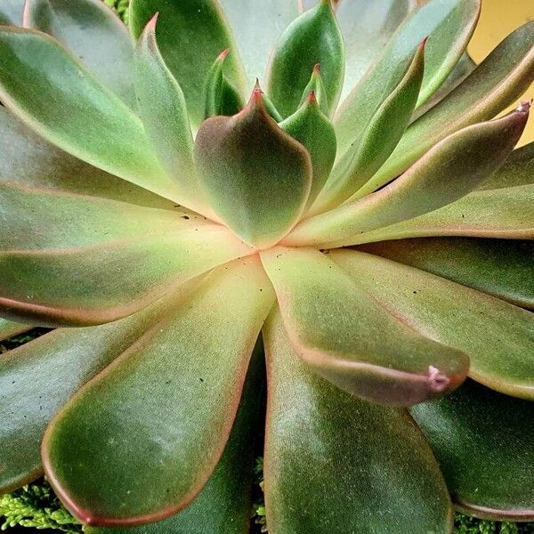 Echeveria agavoides Blad