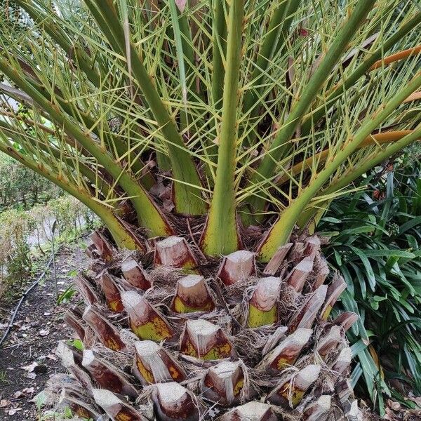 Phoenix canariensis Koor