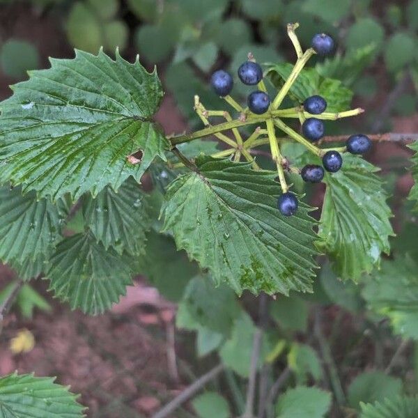 Viburnum dentatum 果実