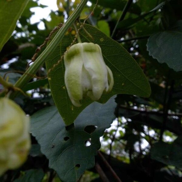 Passiflora biflora Kvet