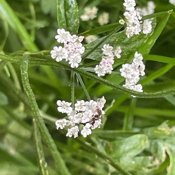 Torilis japonica Floro