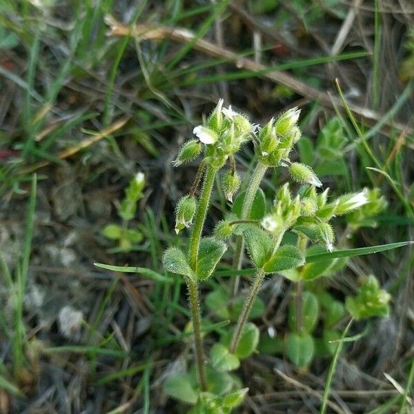 Cerastium semidecandrum 葉