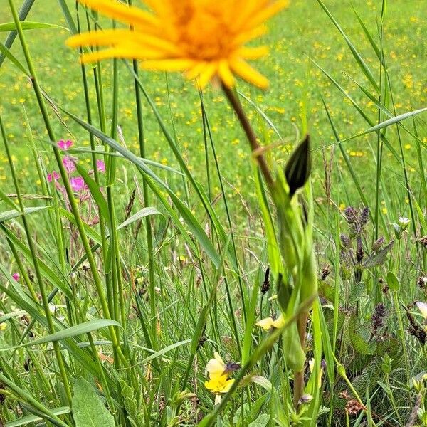 Tragopogon pratensis Flower