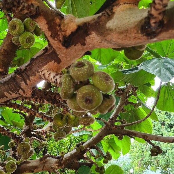 Ficus auriculata Hedelmä