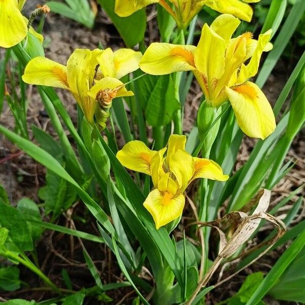 Iris pumila ᱵᱟᱦᱟ