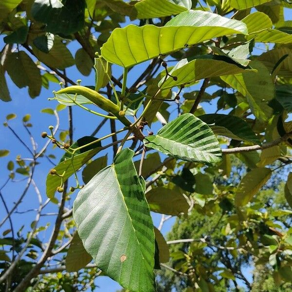 Coussapoa villosa Leaf
