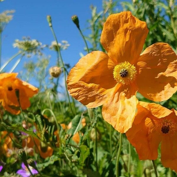 Papaver atlanticum ফুল