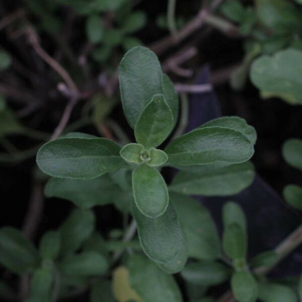 Salvia × jamensis Fuelha