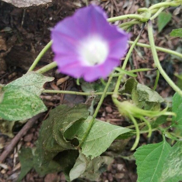 Ipomoea hederacea ফুল